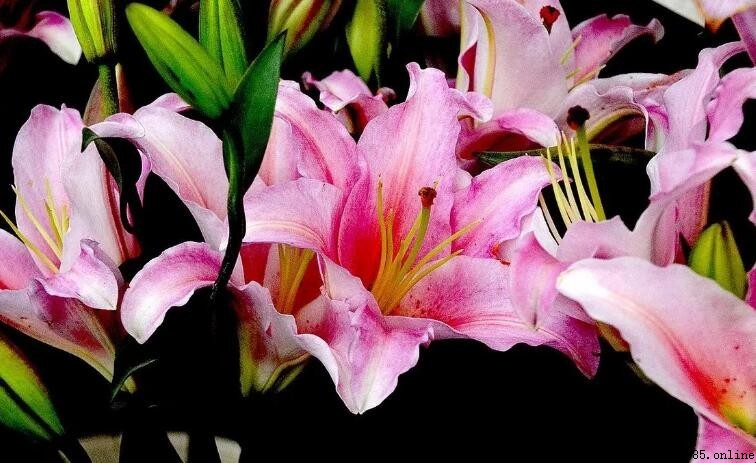 粉百合花語是什麼