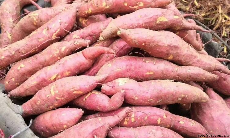 地瓜不能和什麼一起吃?5種搭配易導致消化不良