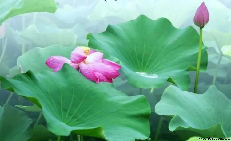 古詩《荷花》體裁解析：曹寅七言絕句