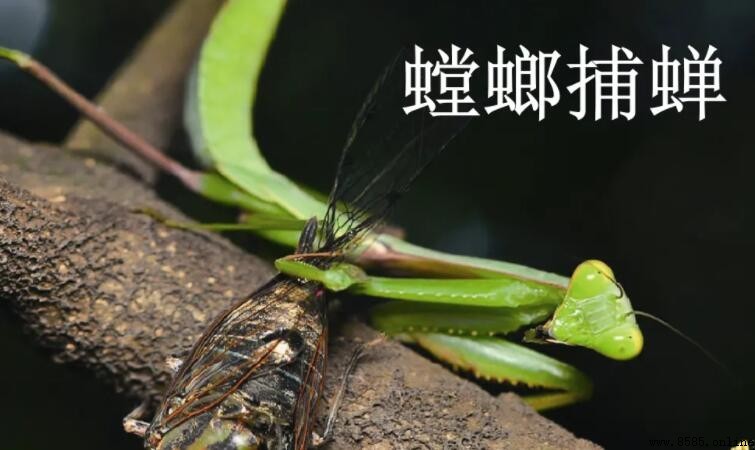 《螳螂捕蟬》讀後感怎麼寫—心得與啟示分享