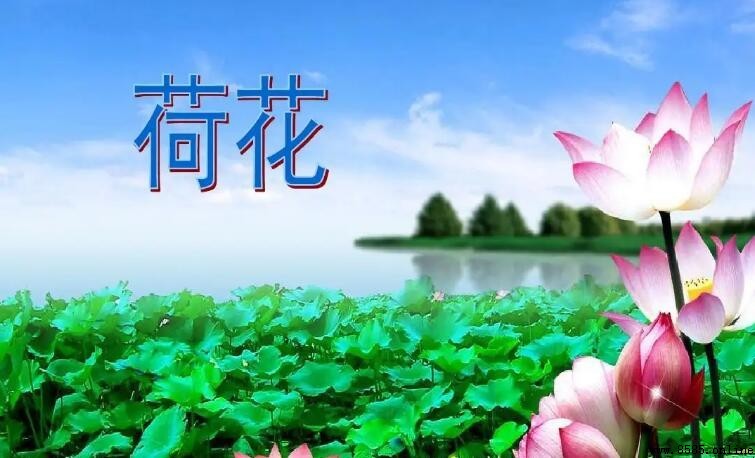 《荷花》的主題情感：葉聖陶對自然之美的讚頌