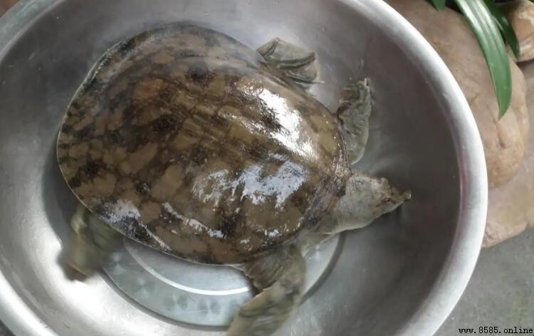 甲魚死亡後能否食用？安全食用指南