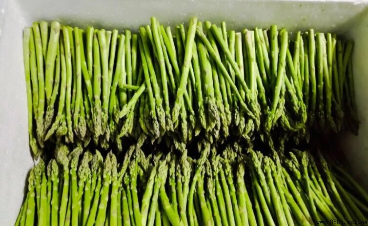 蘆筍烹調前需焯水嗎？原因與步驟解析