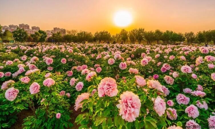 中國牡丹之都:菏澤與洛陽的比較