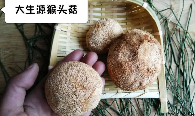鮮猴頭菇怎麼處理不苦