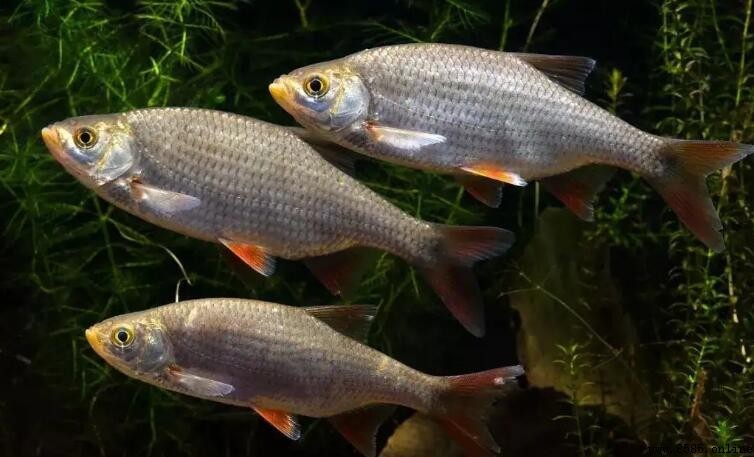 魚如何呼吸:揭秘水中氧氣吸收機制