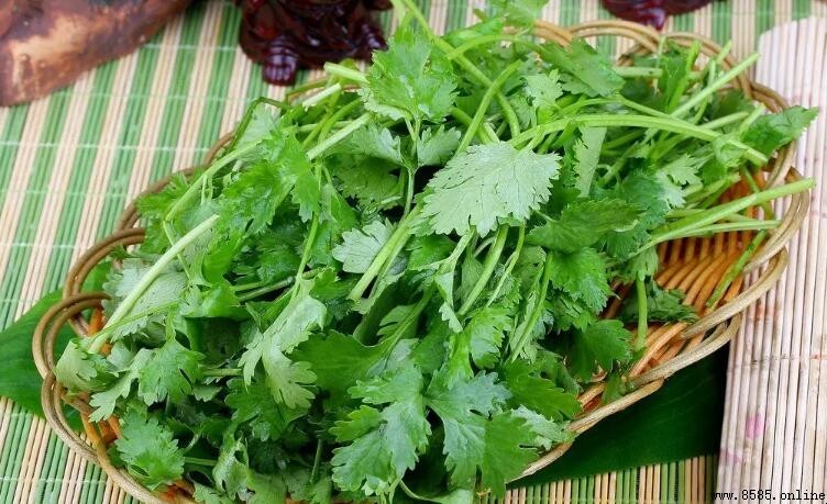 香菜煮水的禁忌