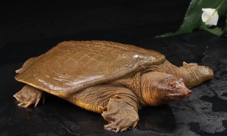 甲魚內臟能否食用？