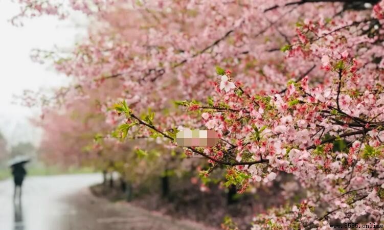早櫻與晚櫻的區別:從樹形、花期到花瓣的完整對比