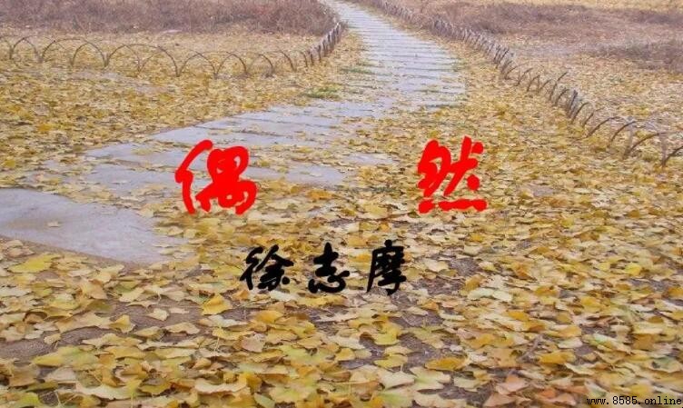 《偶然》原文詩句與創作背景解析