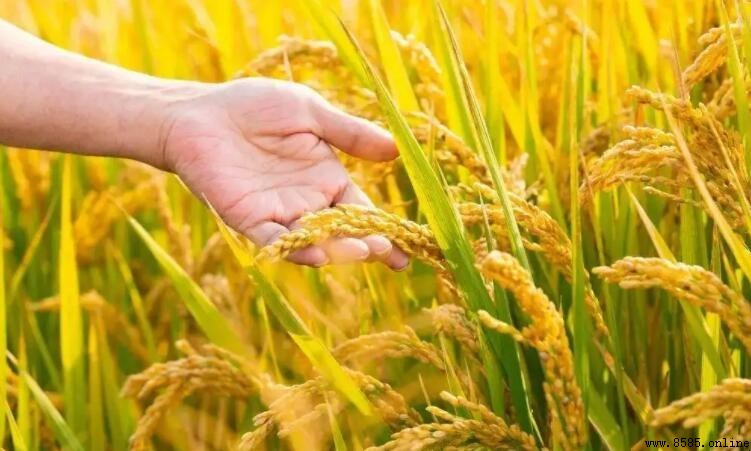 小麥什麼季節成熟?冬小麦與春小麦收獲時間解析