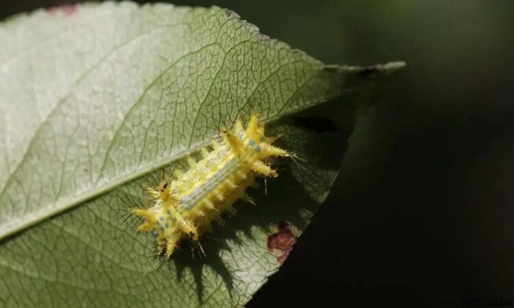 洋辣子的學名是什麼?解析褐邊綠刺蛾與其生態
