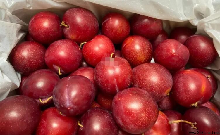 plum是什麼水果?解析其特徵與分布