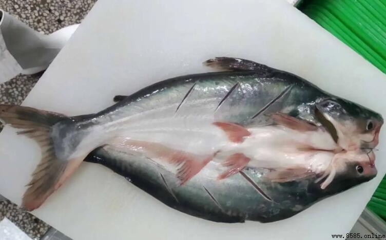 巴沙魚是龍利魚嗎?兩者差異一文看懂