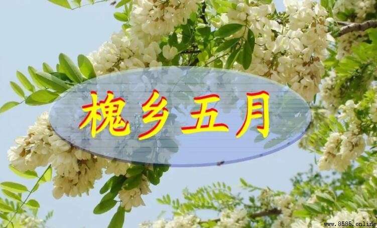 《槐乡五月》原文及内容概括