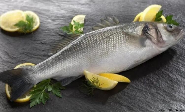 河鲈魚與海鯛魚的差異比較