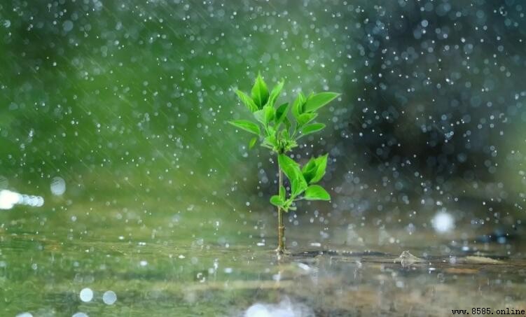 描寫春雨的詩句集錦