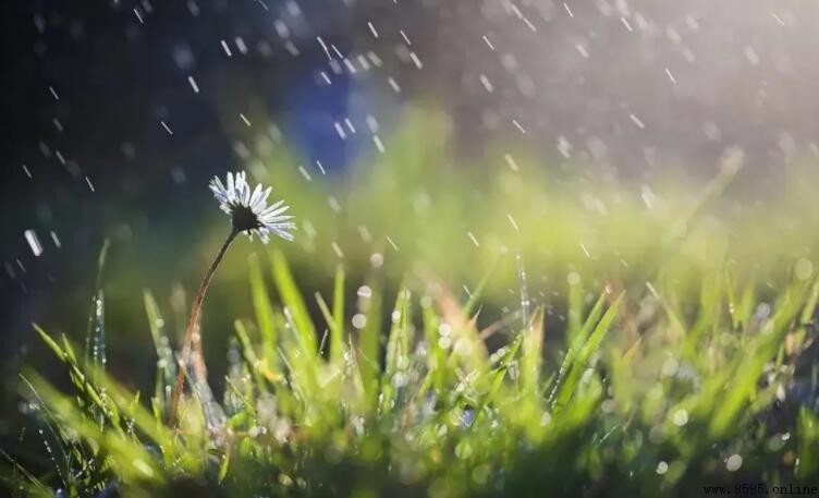 描寫春雨的優美句子集錦