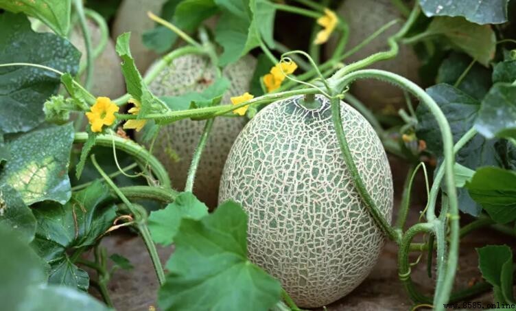 哈密瓜熱量知多少?營養與食用建議