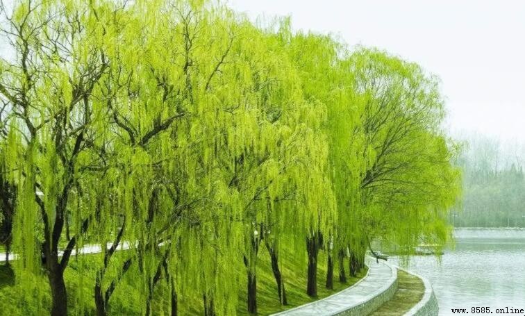 柳樹是什麼季節開的花?