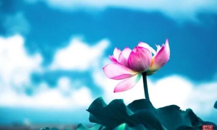 《蓮之愛同予者何人》翻譯解析:周敦頤《愛蓮花》原文與大意
