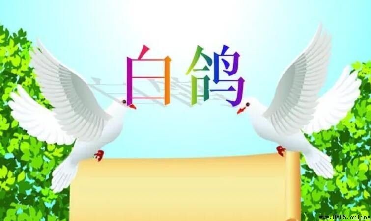 《白鴿》歌詞