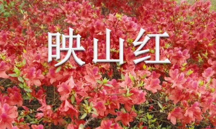 《映山红》歌词是什么