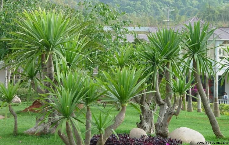 龍血樹有毒嗎？室內養植安全須知