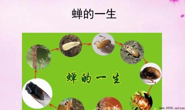 螬的一生告訴我們的哲理:從苦難中見成長