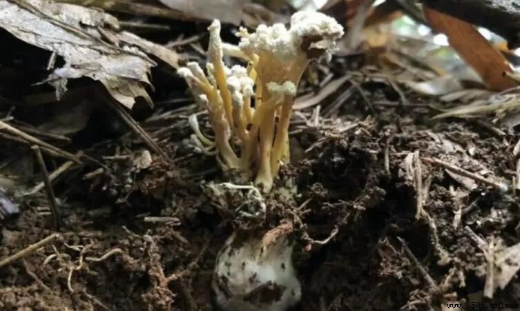 金蟬花主要產地分布
