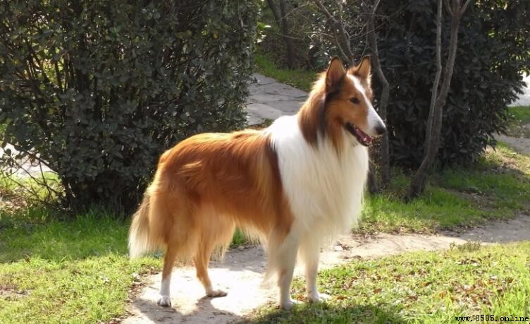 蘇格蘭牧羊犬壽命揭秘：平均12-13年