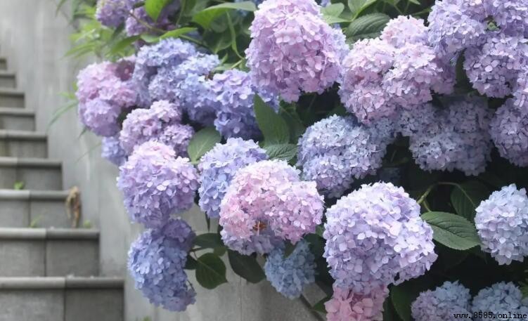 無盡夏的花語與寓意
