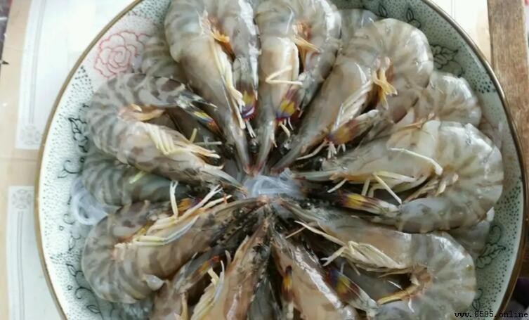基圍蝦與竹節蝦差異比較:分佈、形態與生活習性解析