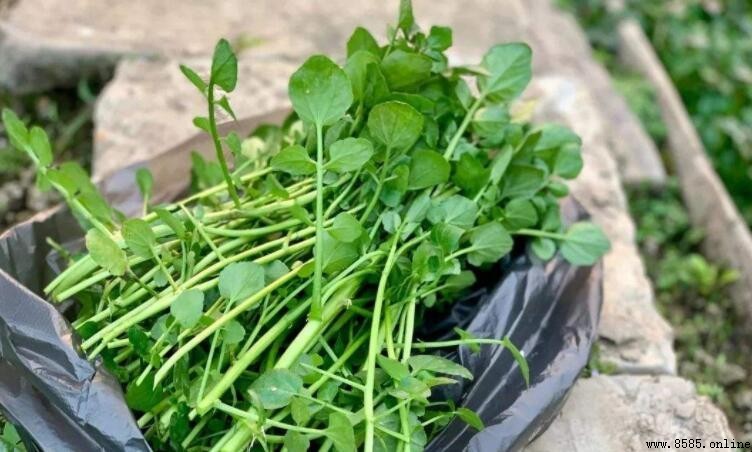 西洋菜的生長習性解析
