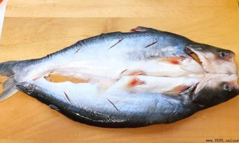 巴沙魚為什麼不能吃？解析其安全性與食用注意事項