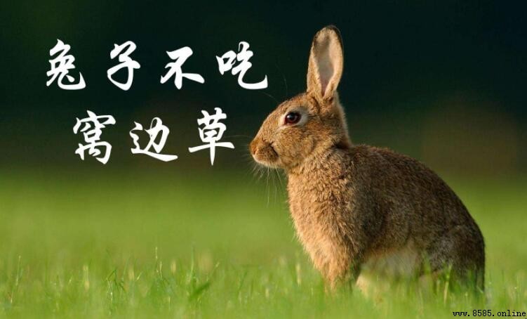 兔子不吃窩邊草的正確含義與寓意