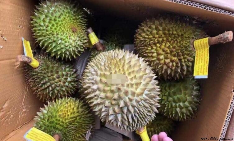 榴蓮為何昂貴：六大因素解析
