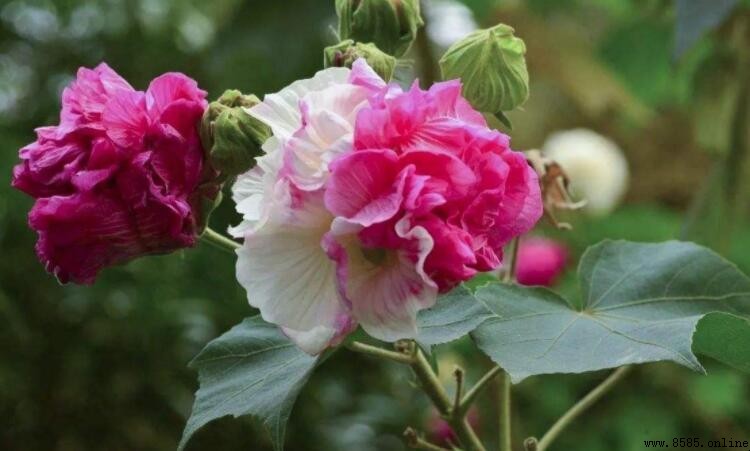芙蓉樹的生長習性