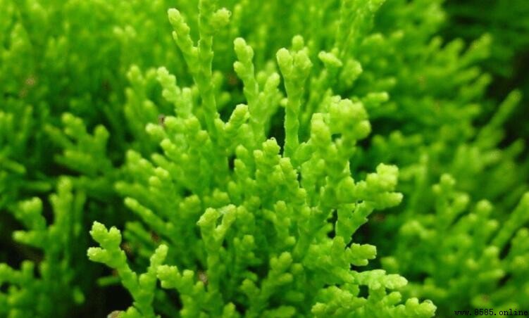珊瑚草與龍須菜差異比較