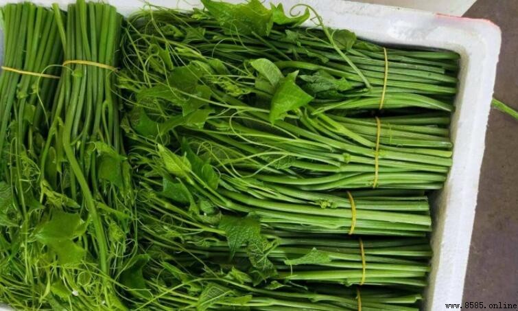 珊瑚草與龍須菜差異比較