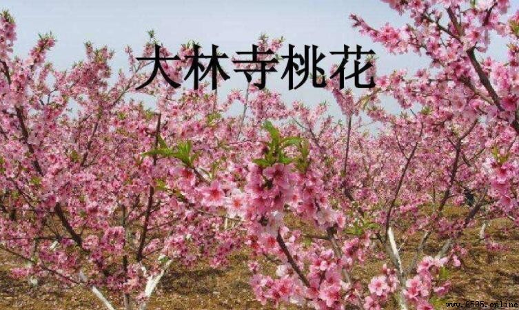 人間四月芳菲盡的下一句