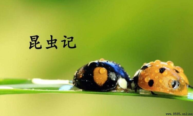 《昆蟲記》讀後感600字寫法指南與範文
