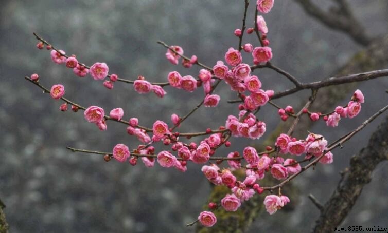 傲骨梅無仰面花的上一句是什麼