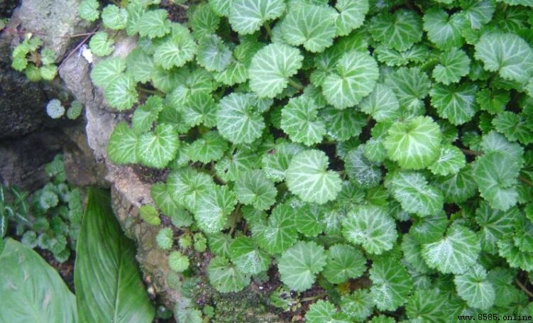 虎耳草養殖場所選擇：室內外種植要點解析