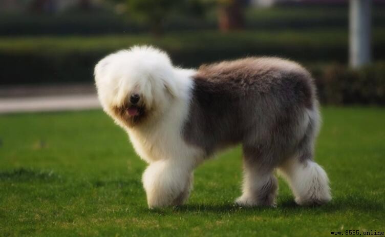 古牧犬起源國家揭秘