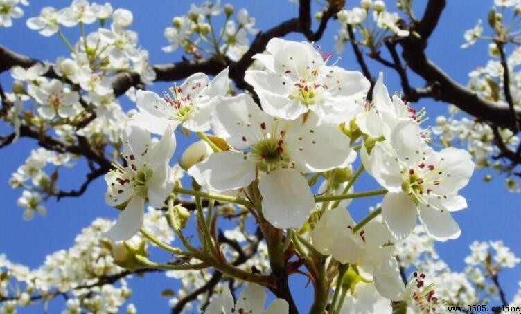 梨花開放季節解析