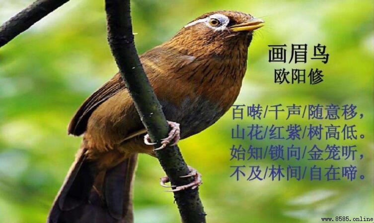 不及林間自在啼出自哪首詩