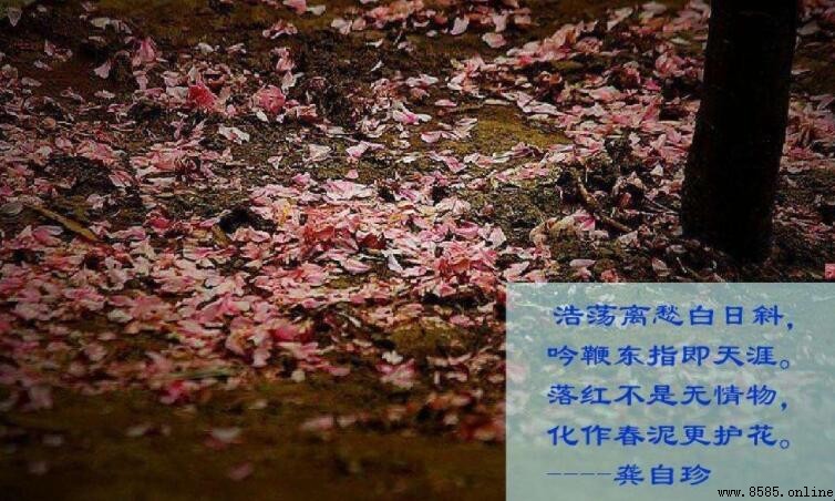落紅不是無情物下一句