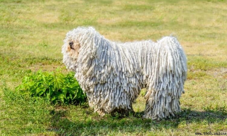 可蒙犬的性格特徵解析