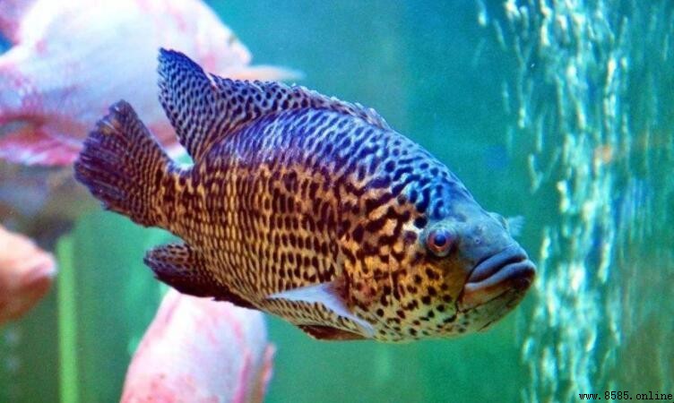 淡水石斑魚養殖技術與環境要點